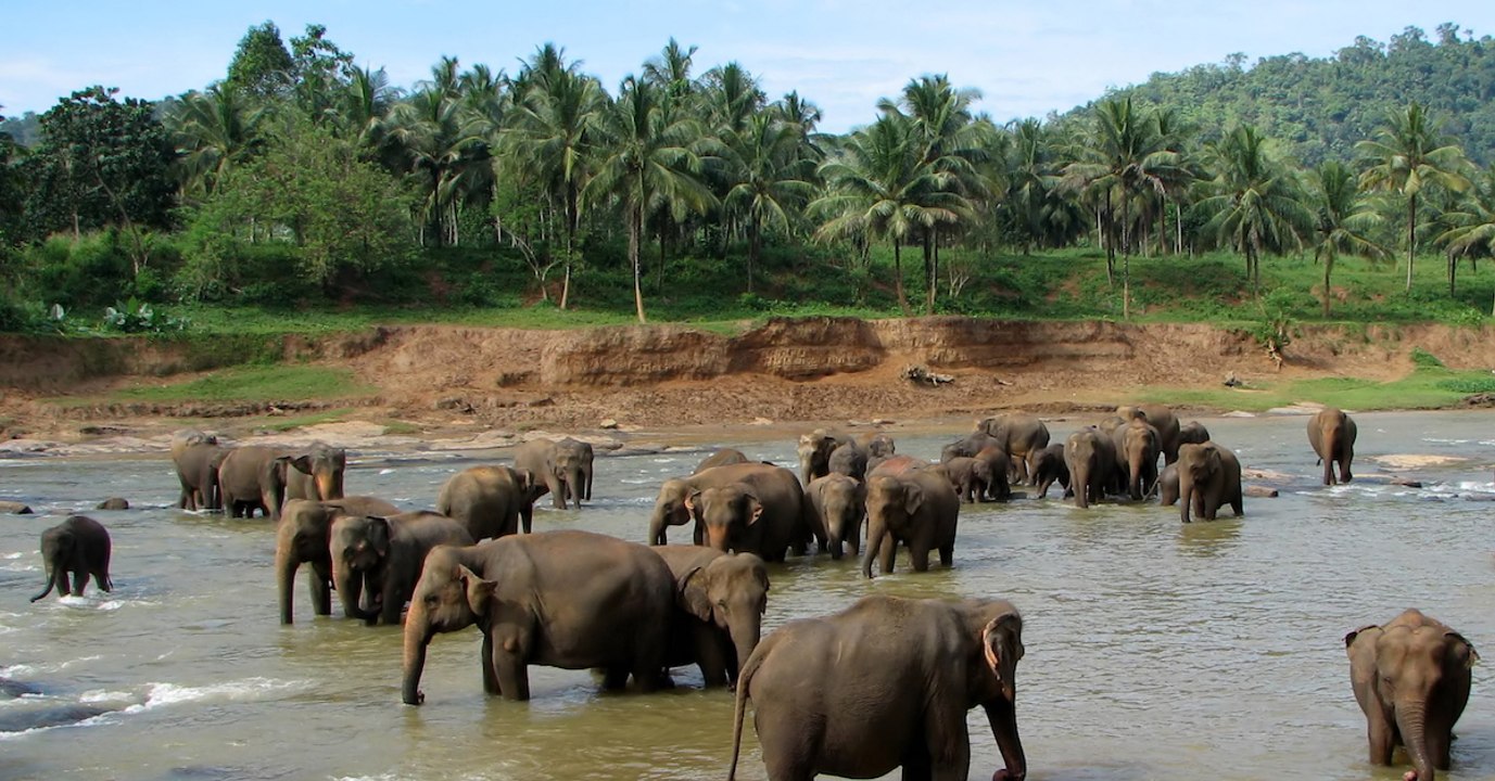 Les mammifères en cours d'extinction à cause de...
