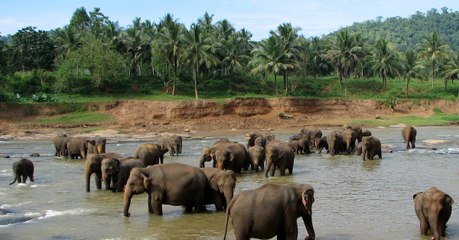 Les mammifères en cours d'extinction à cause de l'activité humaine mettront plus de cinq millions d'années à se rétablir