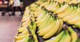 Le virus de la banane éradiqué grâce aux ciseaux génétiques