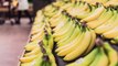 Le virus de la banane éradiqué grâce aux ciseaux génétiques