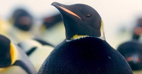 Un manchot empereur entièrement noir a été filmé en Antarctique