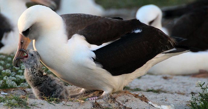 Wisdom, le plus vieil oiseau du monde, vient de donner naissance à un nouveau petit