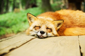 Voilà combien d'heures de sommeil il vous faut pour vivre plus longtemps