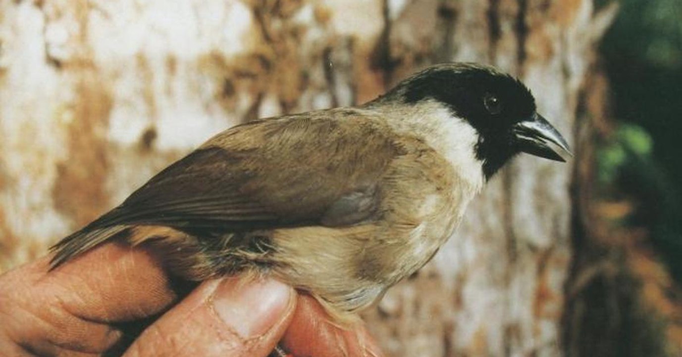 Trois espèces d'oiseaux peuvent désormais être considérées comme définitivement éteintes