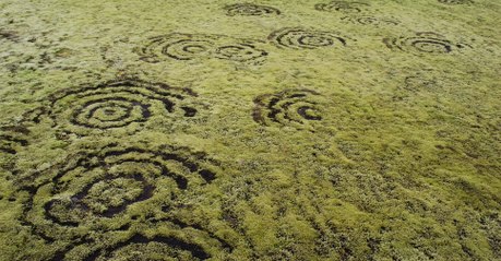 Cercles des fées : leur origine mystérieuse s'éclaircit