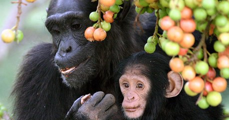 Pourquoi les fruits ont-ils développé des couleurs qui attirent l'oeil ?