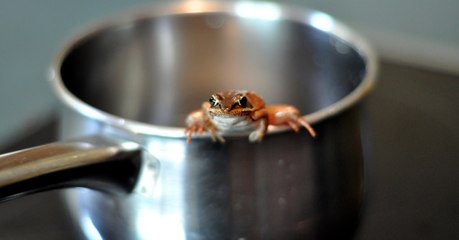 Réchauffement climatique : risquons-nous d'être victimes de la "fable de la grenouille" ?
