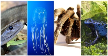 Quel animal possède le venin le plus dangereux au monde ?