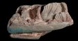 Ces incroyables opales étaient en fait les fragments fossiles d'un dinosaure inconnu