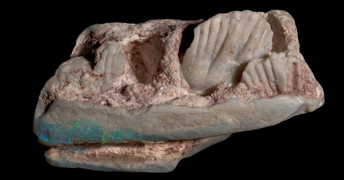 Ces incroyables opales étaient en fait les fragments fossiles d'un dinosaure inconnu