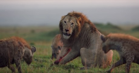 La vidéo impressionnante du face-à-face entre un lion et une meute de hyènes