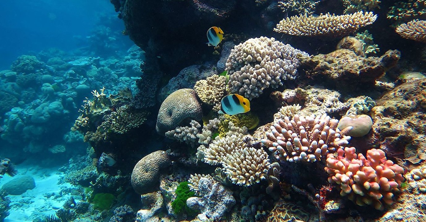 La Grande Barrière de corail s'acclimate au réchauffement climatique par "mémoire écologique"