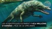 Un surprenant fossile de baleine à quatre pattes découvert au Pérou