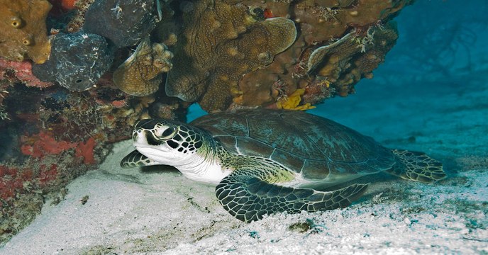 Les tortues de mer ont un risque de mourir de 22% en mangeant un seul morceau de plastique