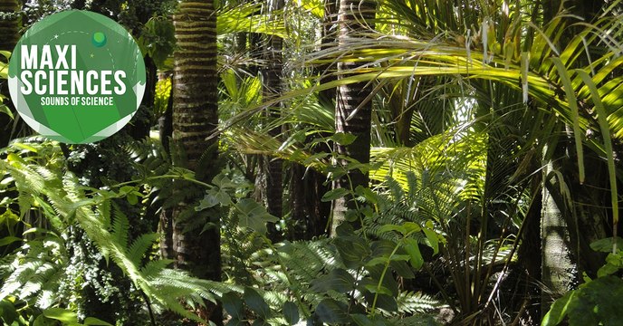 L'ère du poulet , infarctus de Noël et cheveux roux, les 8 actus sciences que vous devez connaître ce 14 décembre