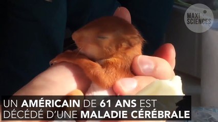 Un homme meurt à New York après avoir mangé la cervelle d'un écureuil