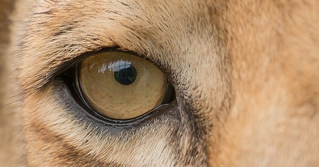 Kenya : l'incroyable fossile d'un des plus grands mammifères carnivores terrestres découvert