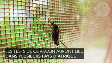 Paludisme : l'OMS lance un test de vaccin à grande échelle pour lutter contre la maladie