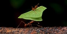 D'après une étude, les fourmis coupe-feuille produisent du dioxyde d’azote en quantité énorme