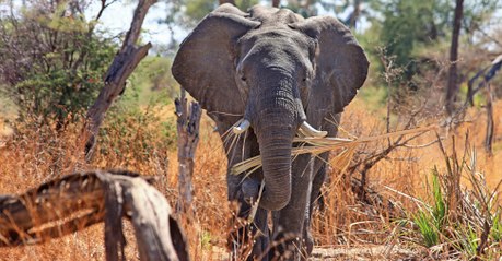 Biodiversité : la population des animaux sauvages chute de 60% en moins de 50 ans