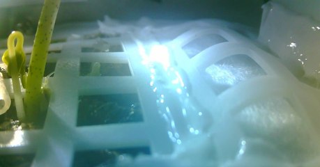 Le plant de coton qui a poussé depuis la face cachée de la Lune est déjà mort