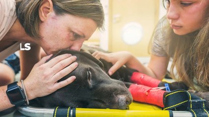 CCTV footage shows horrifying moment 7 dogs are abandoned (VIDEO)