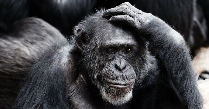 Pour communiquer, humains et chimpanzés utilisent les mêmes règles... mathématiques !