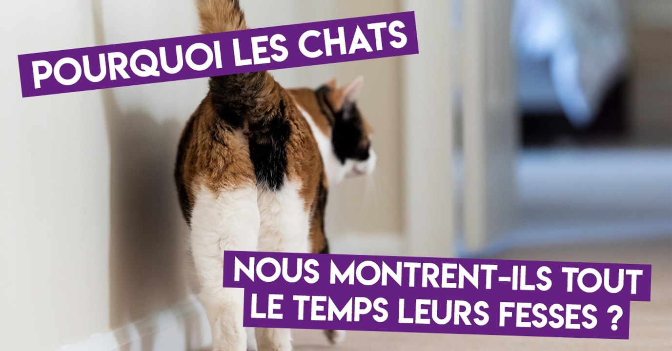 Journée mondiale du chat : pourquoi les félins aiment-ils autant nous montrer leurs fesses ?
