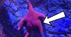 Insolite : cette étoile de mer est devenue une star grâce à ses grosses fesses