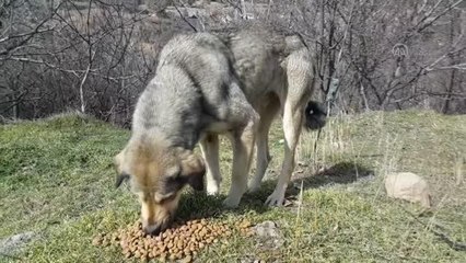 Koyulhisar'da sokak hayvanlarına mama desteği