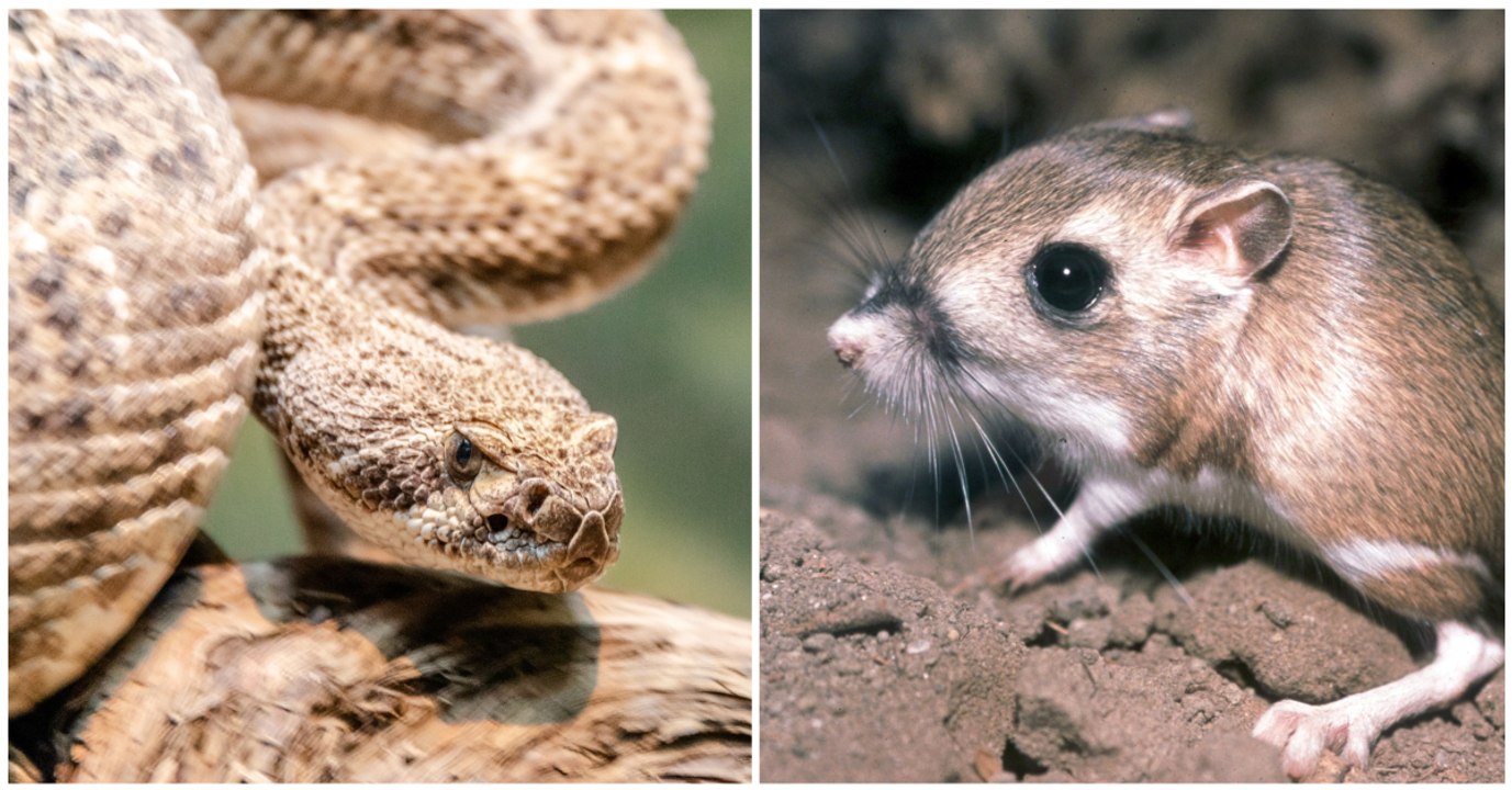 L'incroyable affrontement entre un rat-kangourou et un serpent (Vidéo)