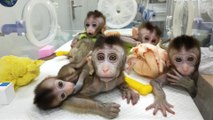 Des chercheurs chinois ont cloné des singes modifiés génétiquement pour la première fois