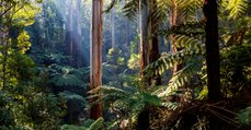 En 2018, la planète a perdu 12 millions d'hectares de forêts tropicales
