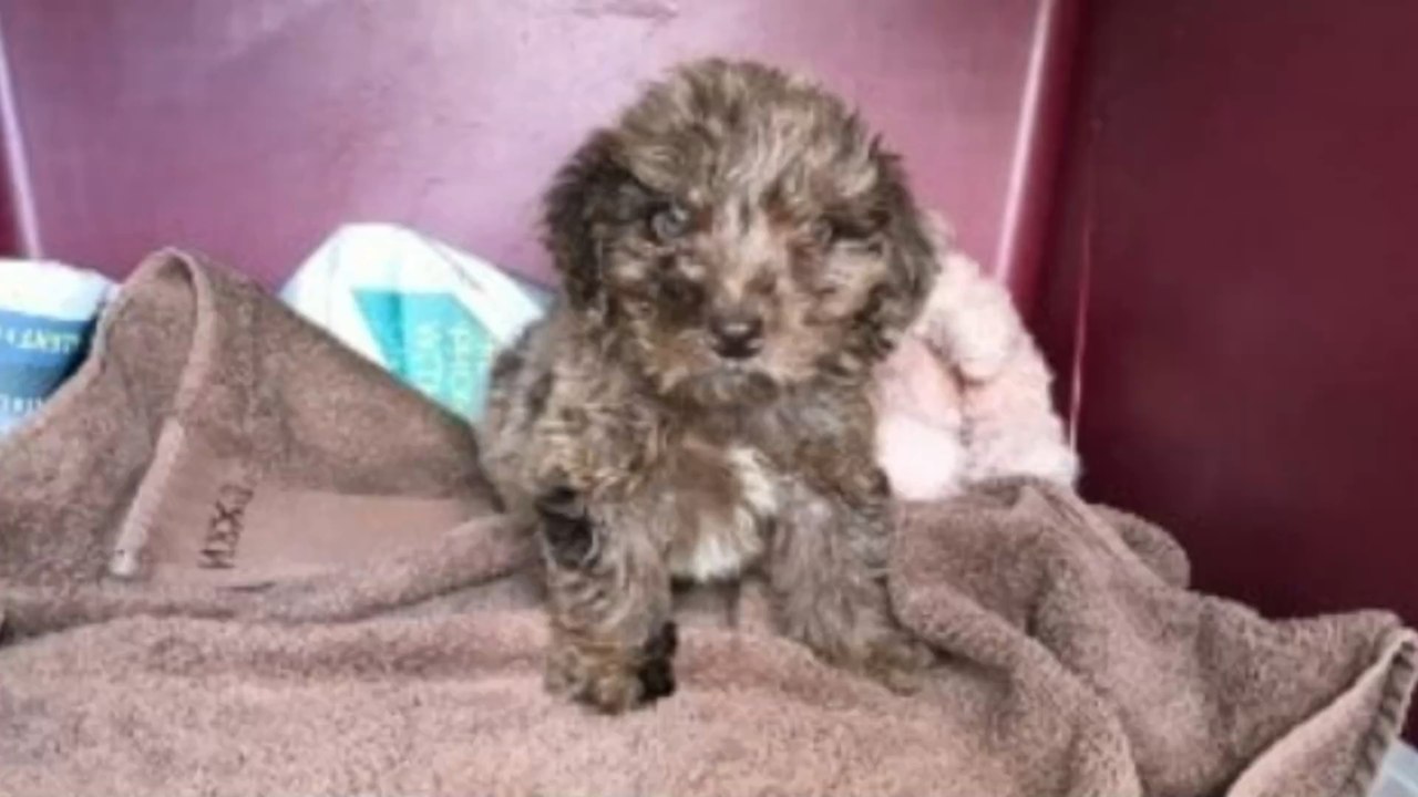 Helpless puppy who can’t use back legs left to die in an abandoned rucksack