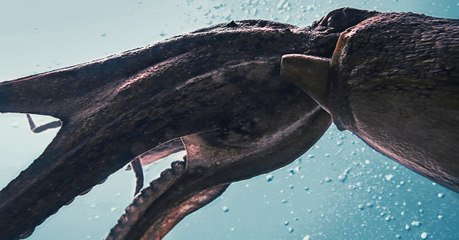Un calamar géant filmé dans les eaux américaines (VIDÉO)