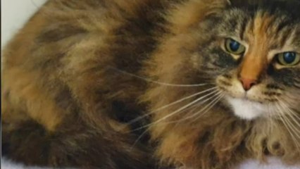 Two inseparable cats are looking for a home together