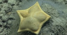 Cette étrange étoile de mer ressemble à un ravioli et interroge les scientifiques