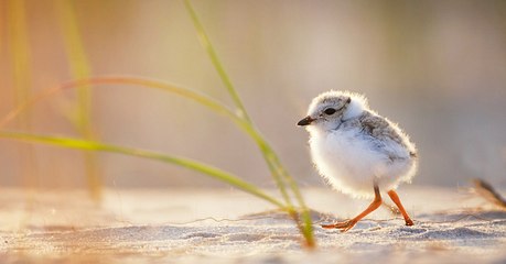 Le réchauffement climatique ferait rétrécir les animaux