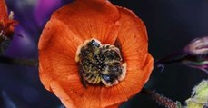 Cette étonnante espèce d'abeille dort dans les fleurs (Vidéo)