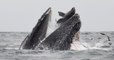 Baleine : un cétacé photographié en train "d'avaler" un lion de mer