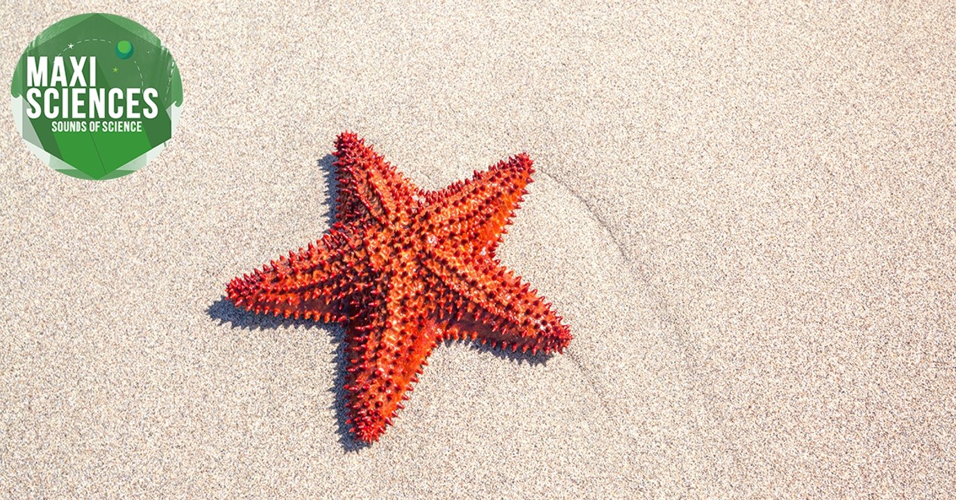 Dauphin, Apple et étoile de mer, les actus sciences que vous devez connaître ce 2 août