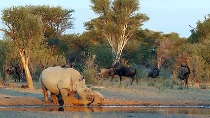 Herbivores - Nature's Battle Tanks _ Race of Life _ Episde 4 _ Documentary