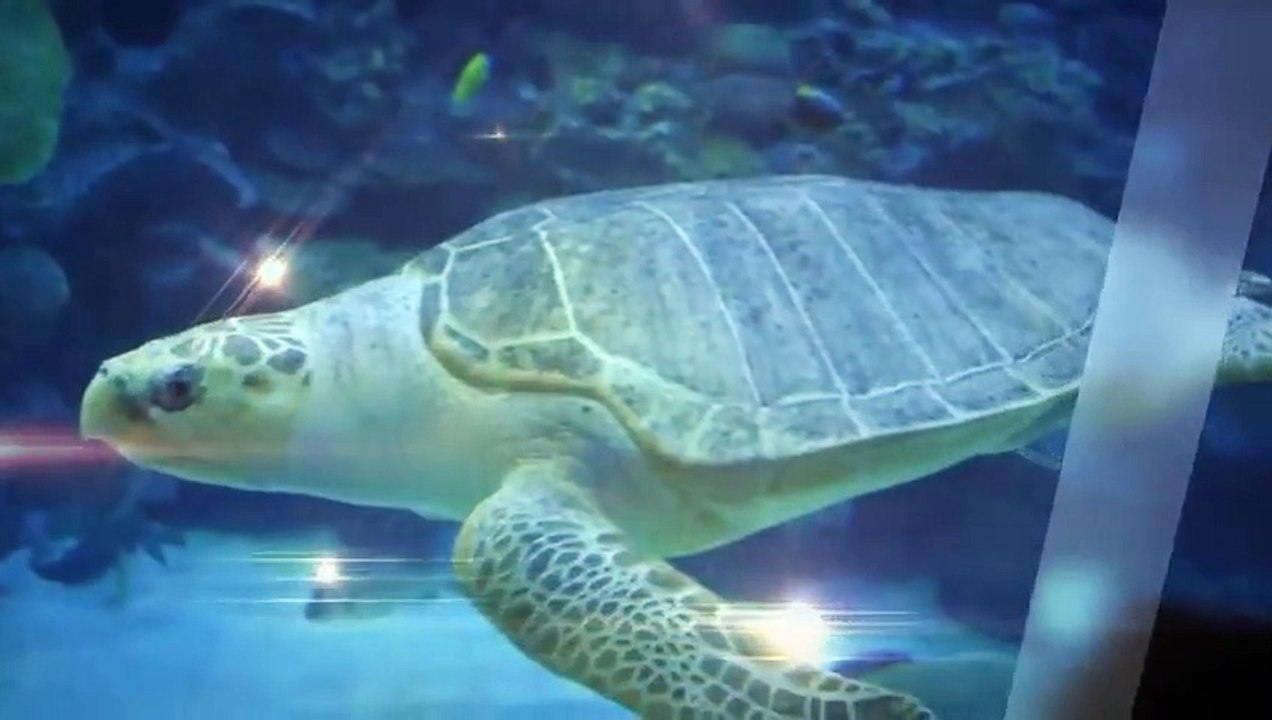 Great Migration  Wild Ones  Episode 11  Documentary