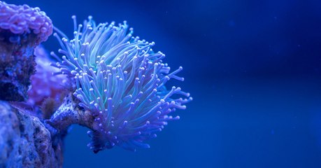 Ce corail préfère manger du plastique plutôt que de sa nourriture habituelle