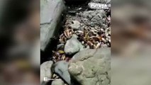 Réchauffement climatique : des centaines de milliers de moules retrouvées 