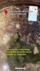 ¿Qué diablos es esta criatura?