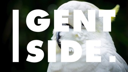 Un cacatoès survit par miracle à cinq blessures par balles