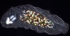 Comment ce tardigrade s'est-il retrouvé avec des 