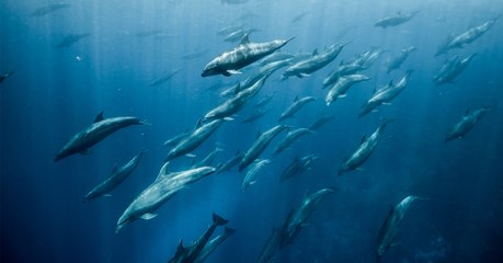 Les incroyables images d’une femelle dauphin qui a adopté un petit d’une autre espèce (Vidéo)