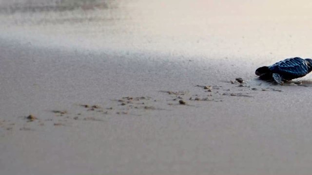 En voie d'extinction, des tortues de mer envahissent les plages désertées par les humains au Brésil